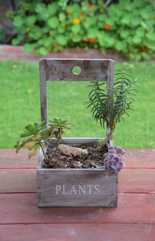 Various Plants on Brown Wooden Box