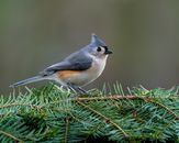 Little tit sitting on coniferous tree branch