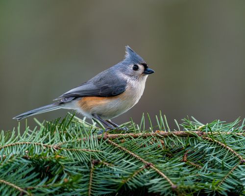Free Closeup shot of tiny tufted titmouse of rich gray color with brown spots under wings resting on pine tree in green forest Stock Photo