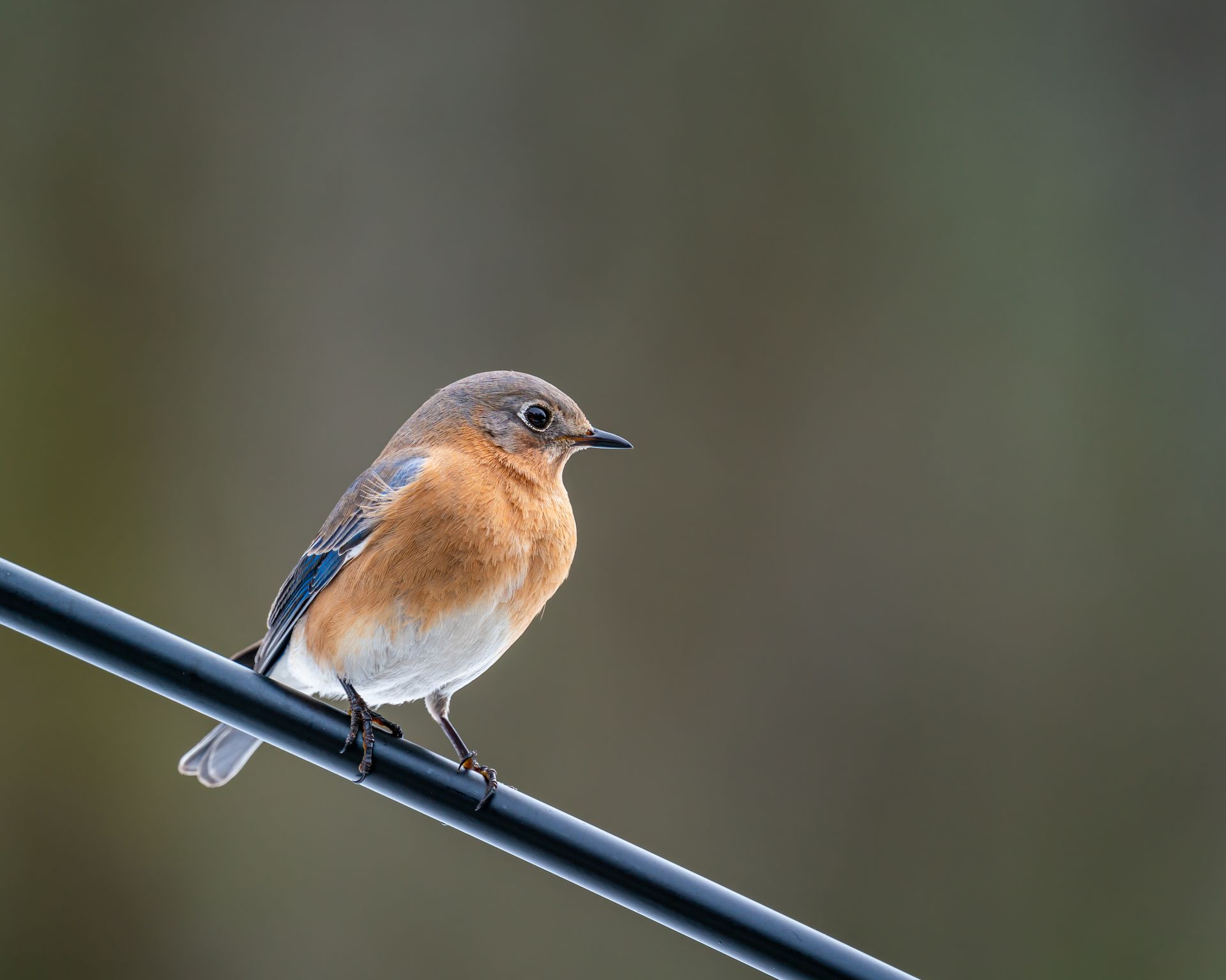 Low angle of female specie of Sialia sialis bird with brown plumage on breast and gray blue on wings