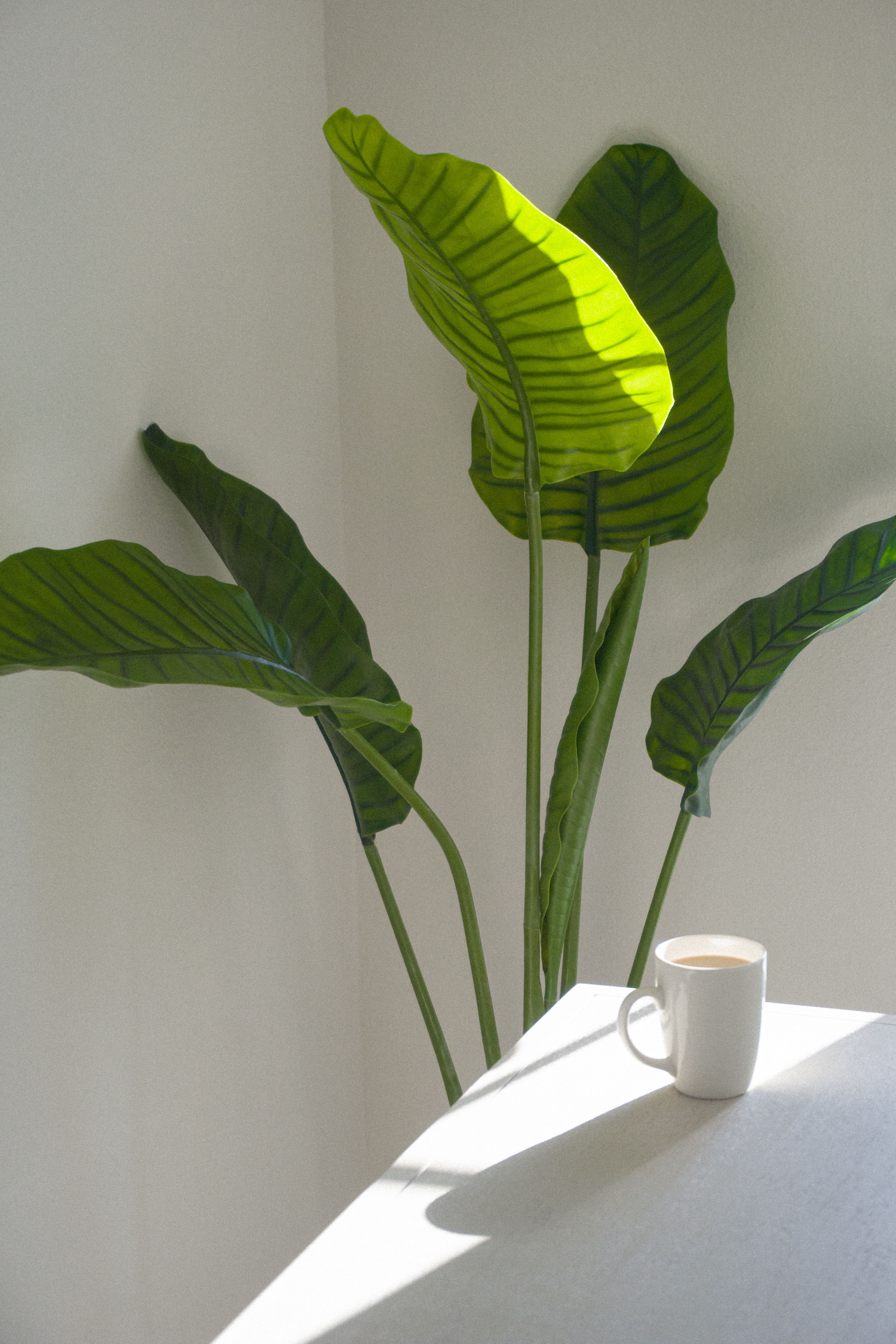 A minimalist still life featuring a ceramic mug and vibrant green leaves in natural light.