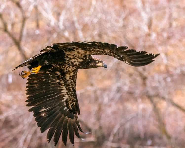 Falcon Gliding Through Air