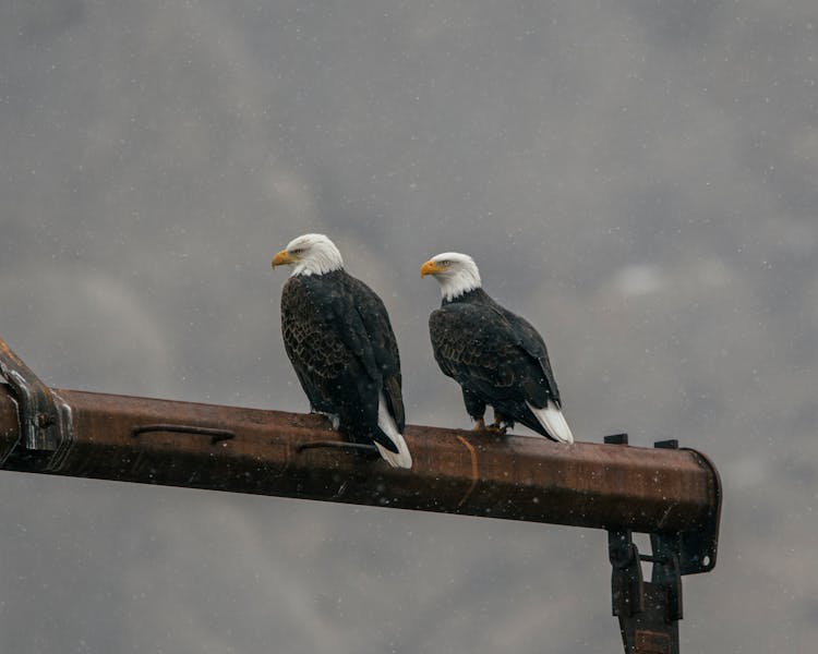 Two Southern Bald Eagles 