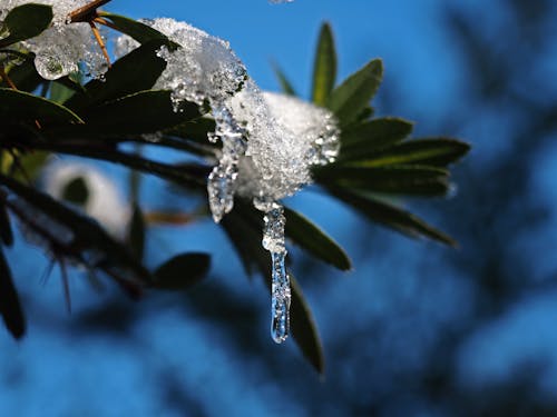 Free stock photo of close up view, ice, plant