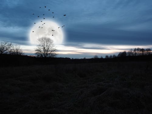 Free stock photo of dawn, moon, sky