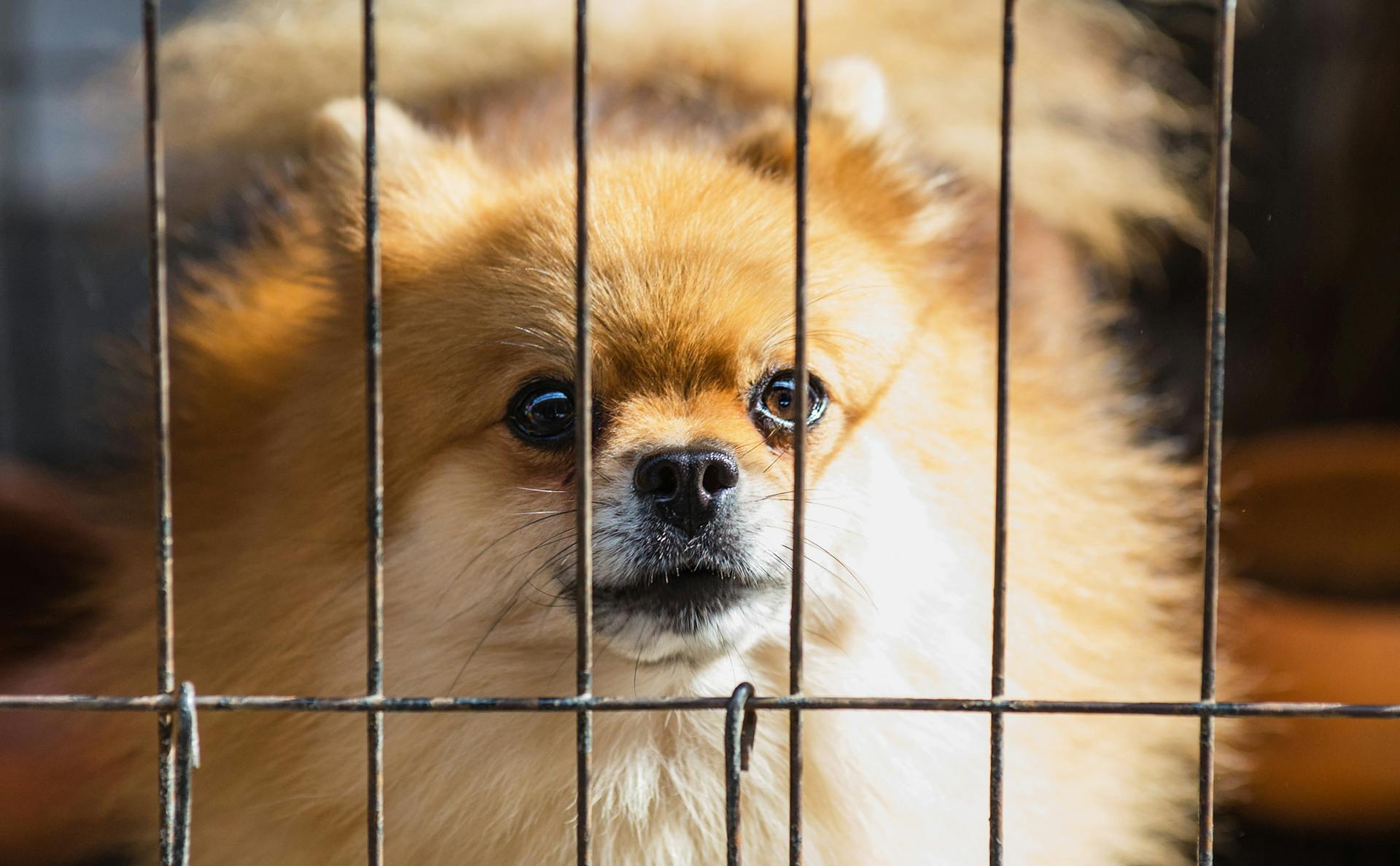 Long-coated Brown Puppy Inside Cage