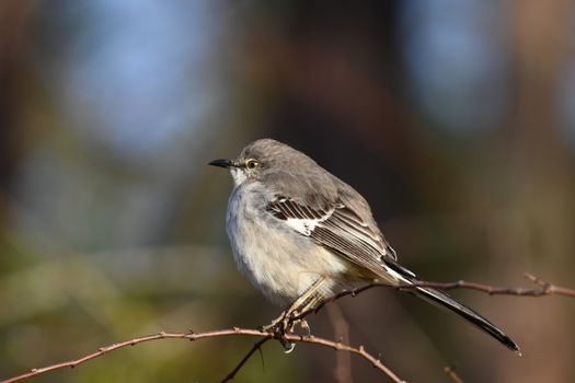 A Close-up Shot of a Mockingbird Perched on a Tree Branch