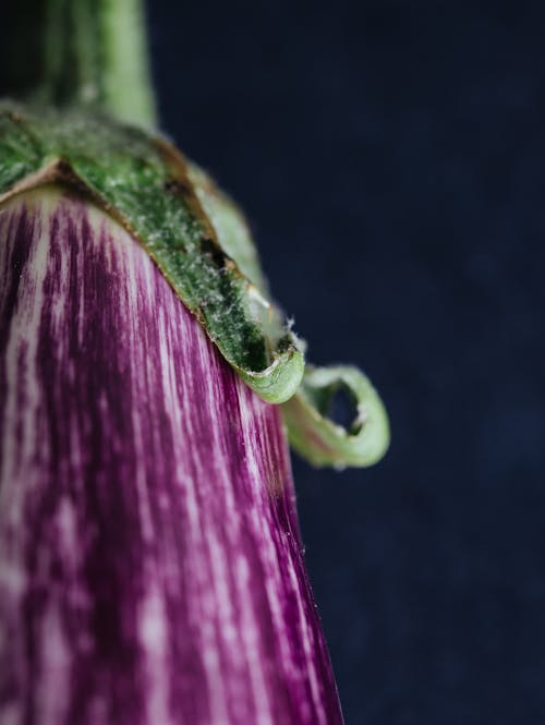 Close Up Shot of an Eggplant
