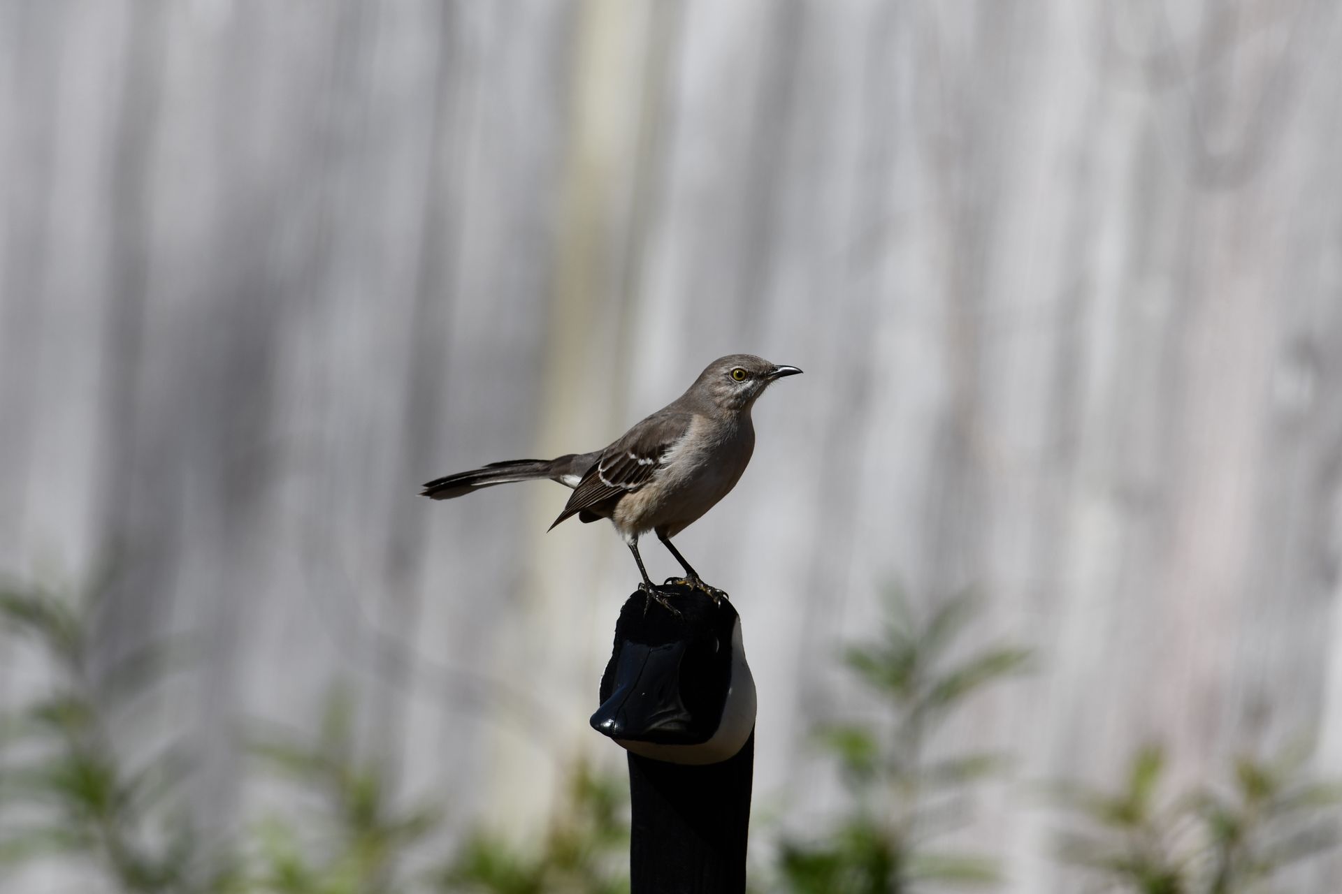 Close-up of a Northern Mockingbird perched on a post in Diamondhead, MS.
