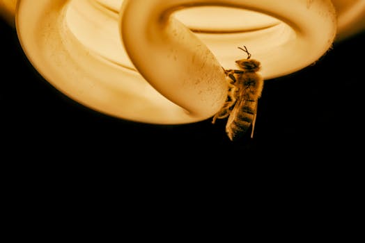 Honey bee illuminated on a spiral light bulb in Arizona, USA.