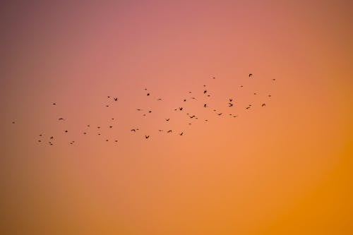 Foto profissional grátis de birds_flying, céu alaranjado, dramático