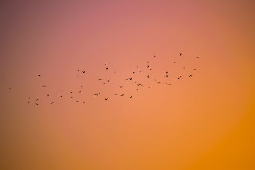 蝙蝠在黄昏天际线飞翔的剪影