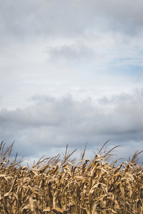 бесплатная Кукурузное поле под темным небом Стоковое фото