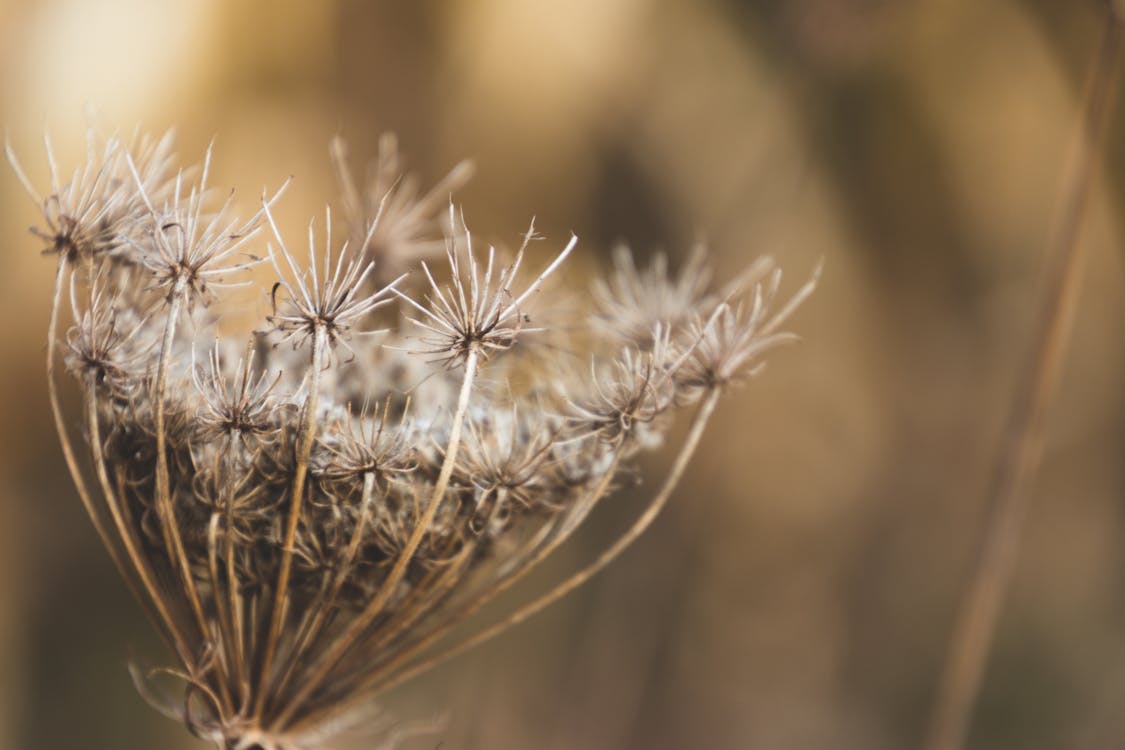 Fotografia Shallow Focus Of White Boneset Flower