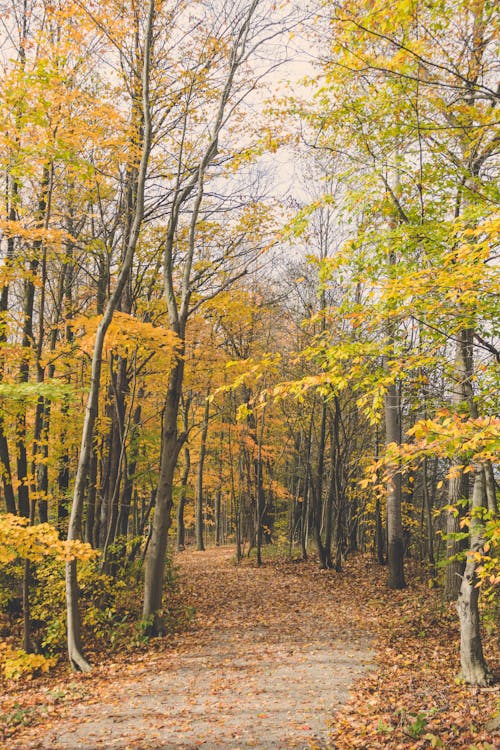 Vista Panorámica Del Bosque