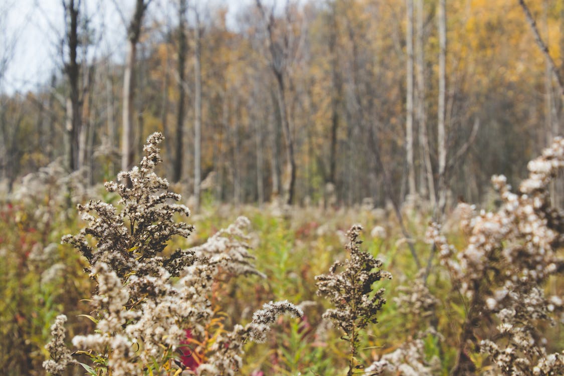 Free stock photo of golden rod, grass, nature