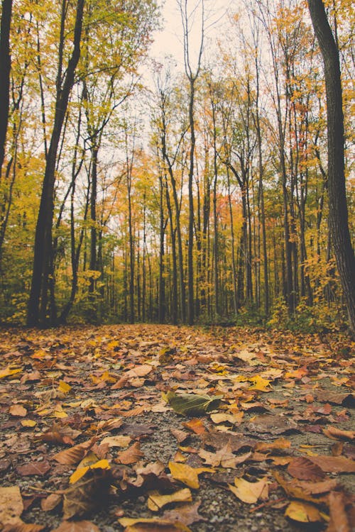 Free stock photo of path, perspective, walking path