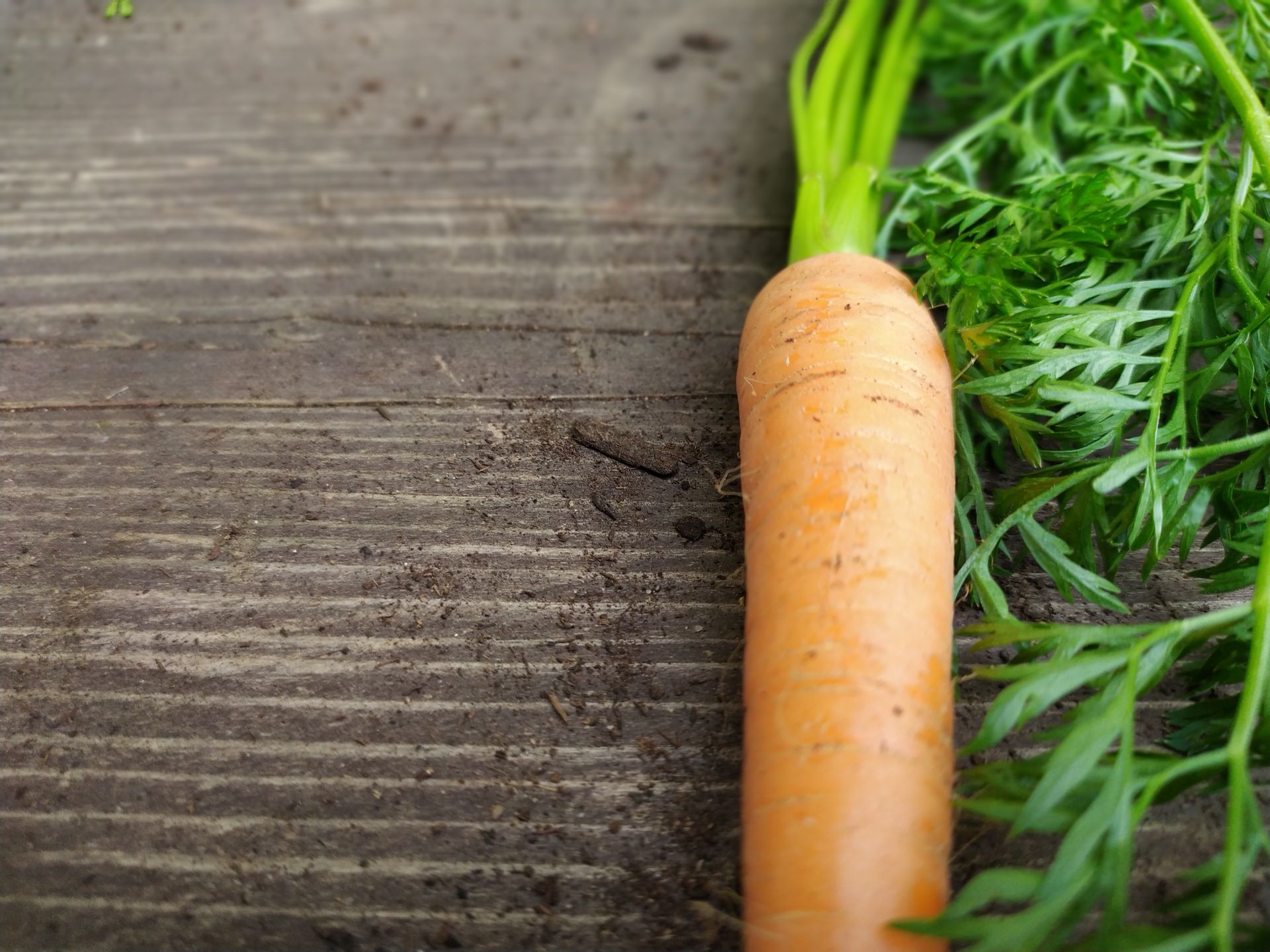 A freshly harvested organic carrot placed on a rustic wooden table, showcasing vibrant greens and earthy texture.