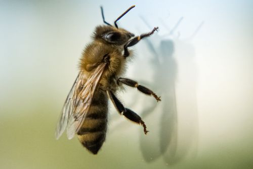 Free A detailed close-up of a bee casting a shadow on a glass surface, highlighting its texture. Stock Photo