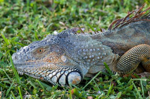 Free Detailed close-up of a green iguana resting on grass, showcasing its vibrant scales. Stock Photo