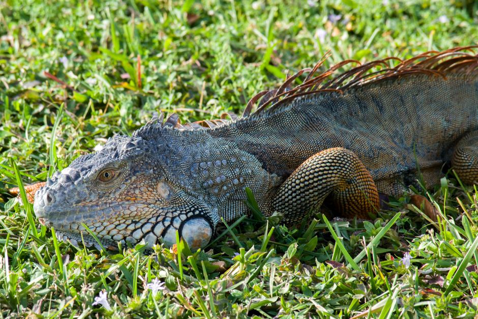Detailed image of a green iguana resting on grass, showcasing its textured scales and vibrant colors.