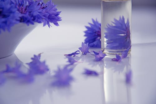 Free Photography of Purple Flowers  Stock Photo