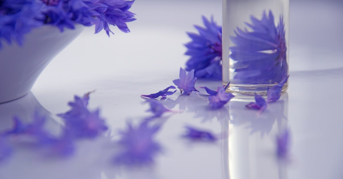 Photography of Purple Flowers
