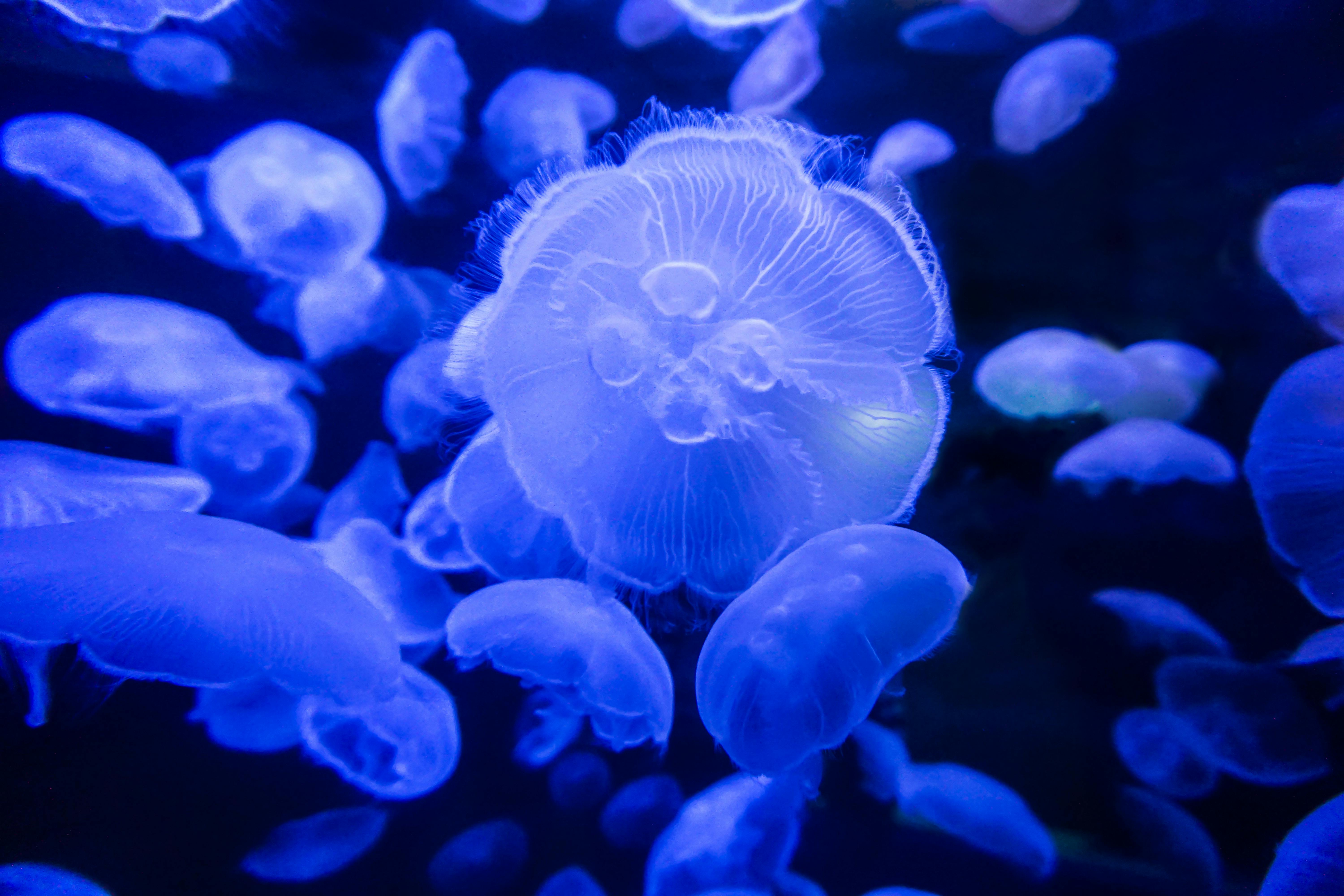 Free stock photo of aquarium, jellyfish, ocean