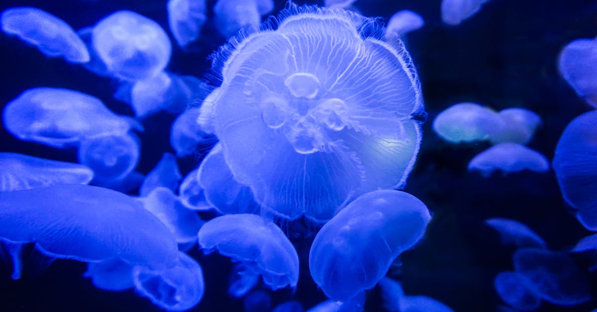 Free stock photo of aquarium, jellyfish, ocean