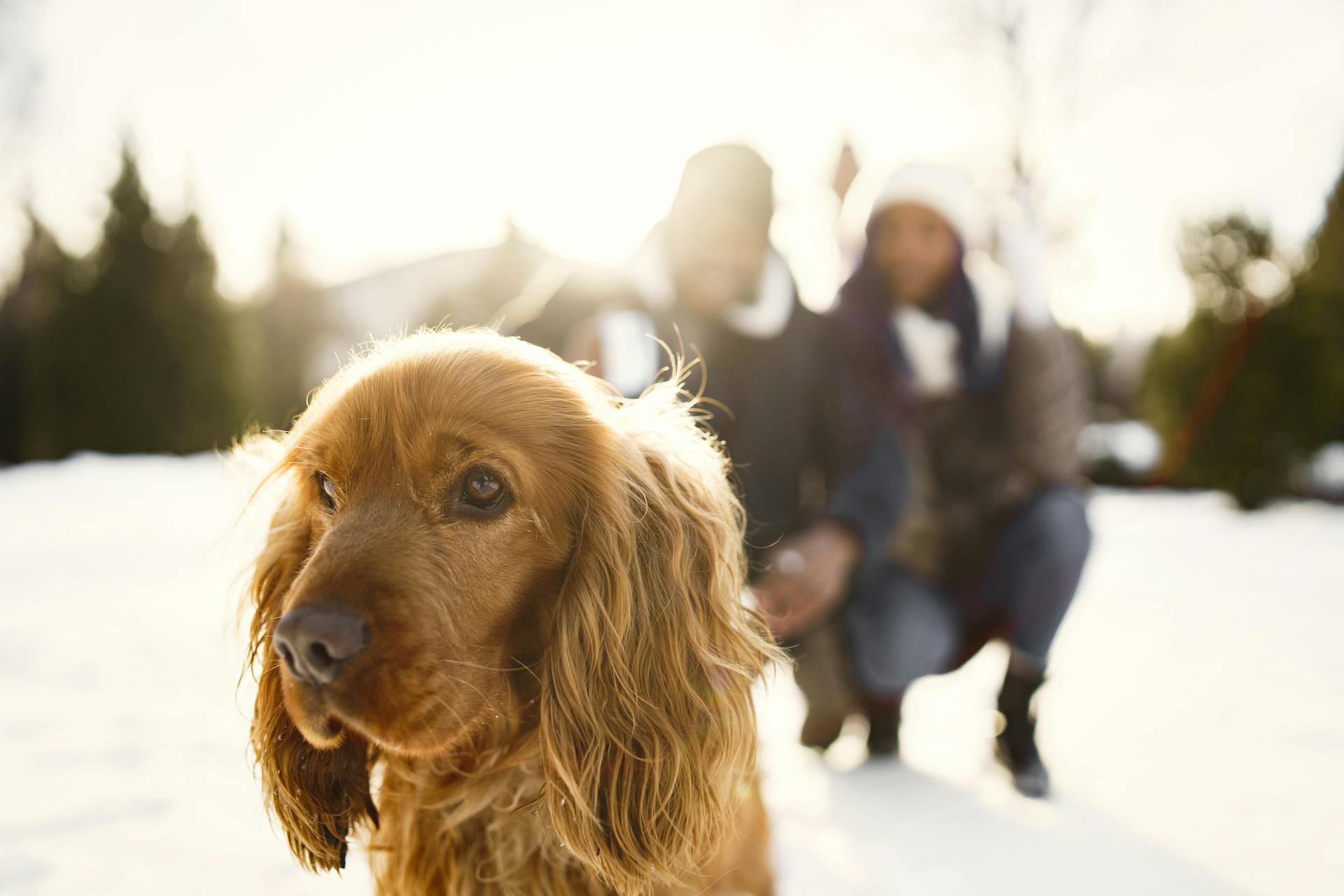 Close-up of English Cocker Spaniel Dog with its Owners in the Background