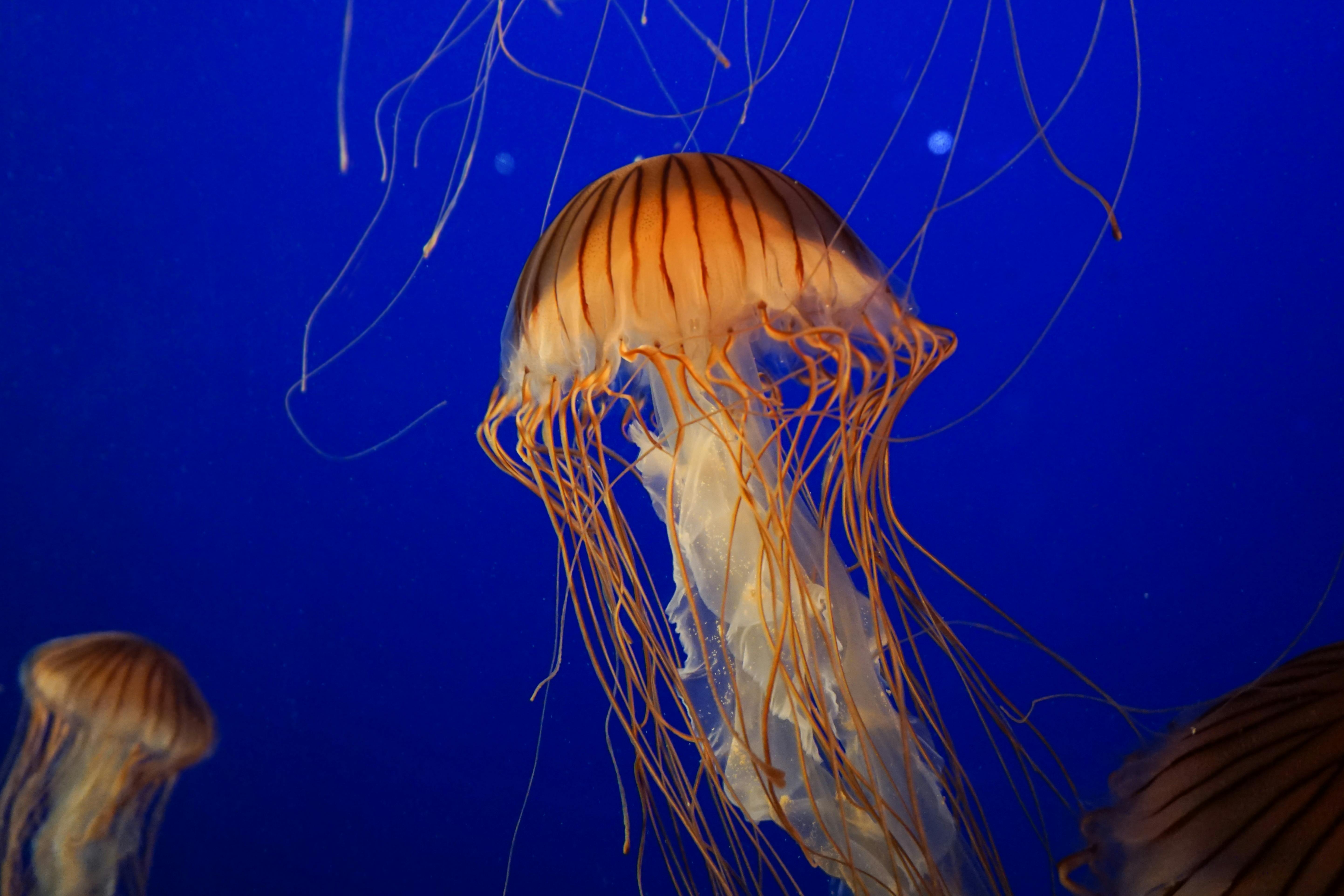 Orange and White Jellyfish Close-up Photography