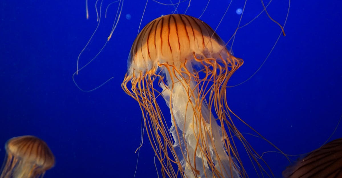 Free stock photo of aquarium, jellyfish, marine life