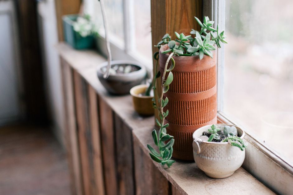 Succulents on a sunny windowsill - succulent house plants Succulents on a sunny windowsill - succulent house plants