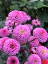 Pink and White Flowers in Tilt Shift Lens