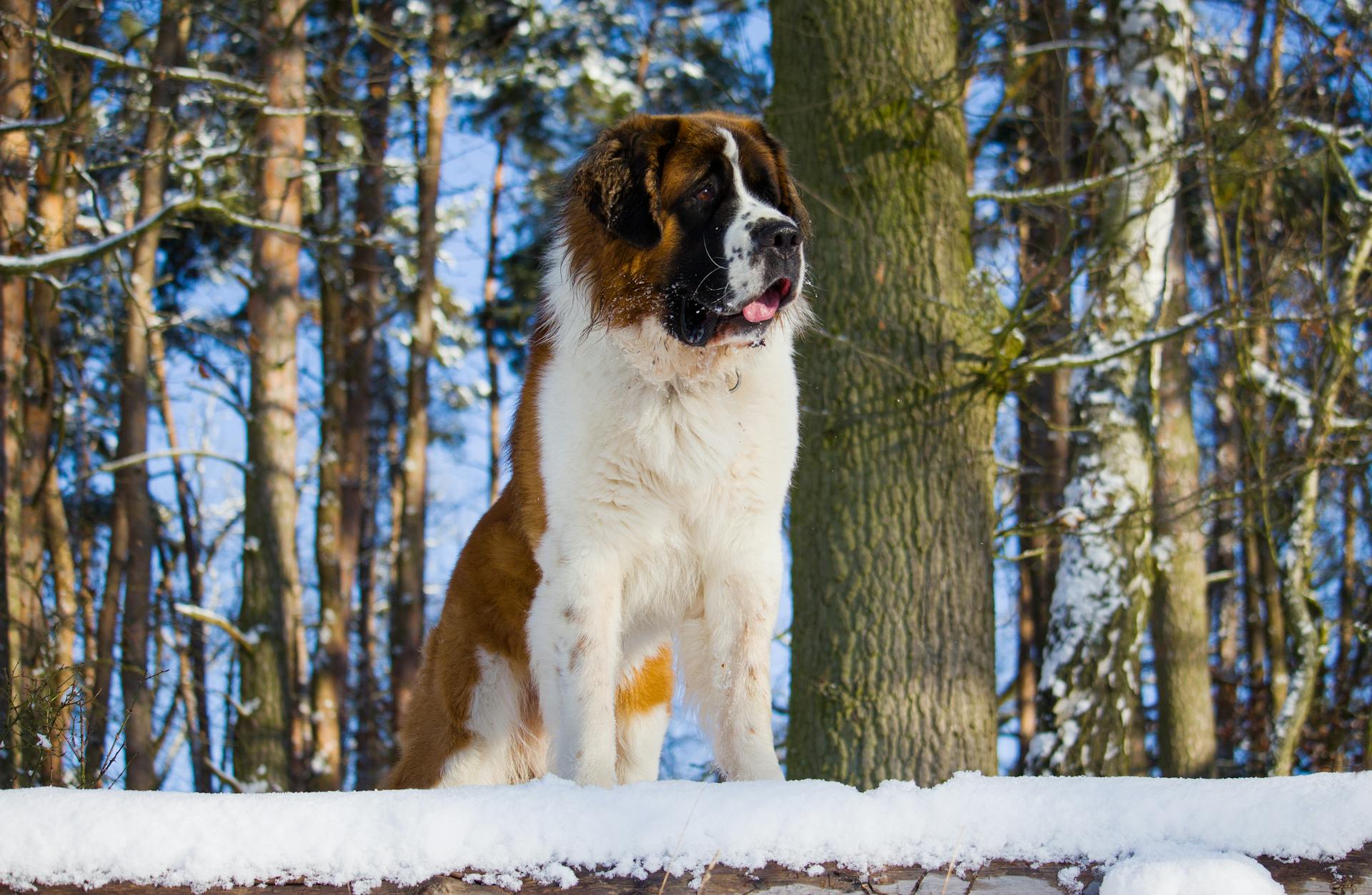 Le chien de Saint-Bernard sur le sol enneigé