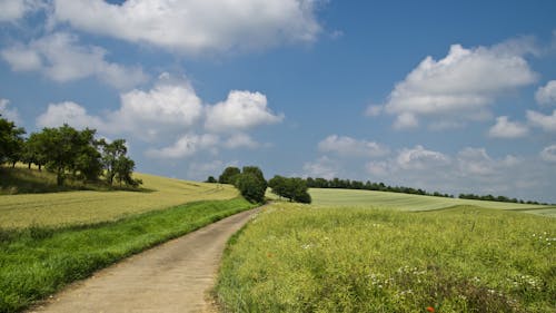 Imagine de stoc gratuită din arbori, câmp, cer