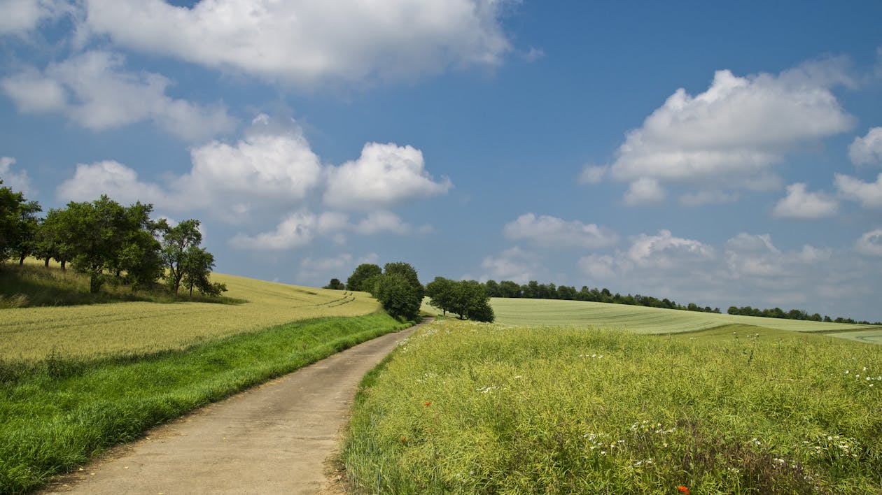 Pathway in Between of Green Grass Field