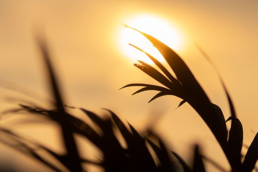 Leaves of fresh grass growing in field in bright sunlight under cloudless tranquil sky in soft focus