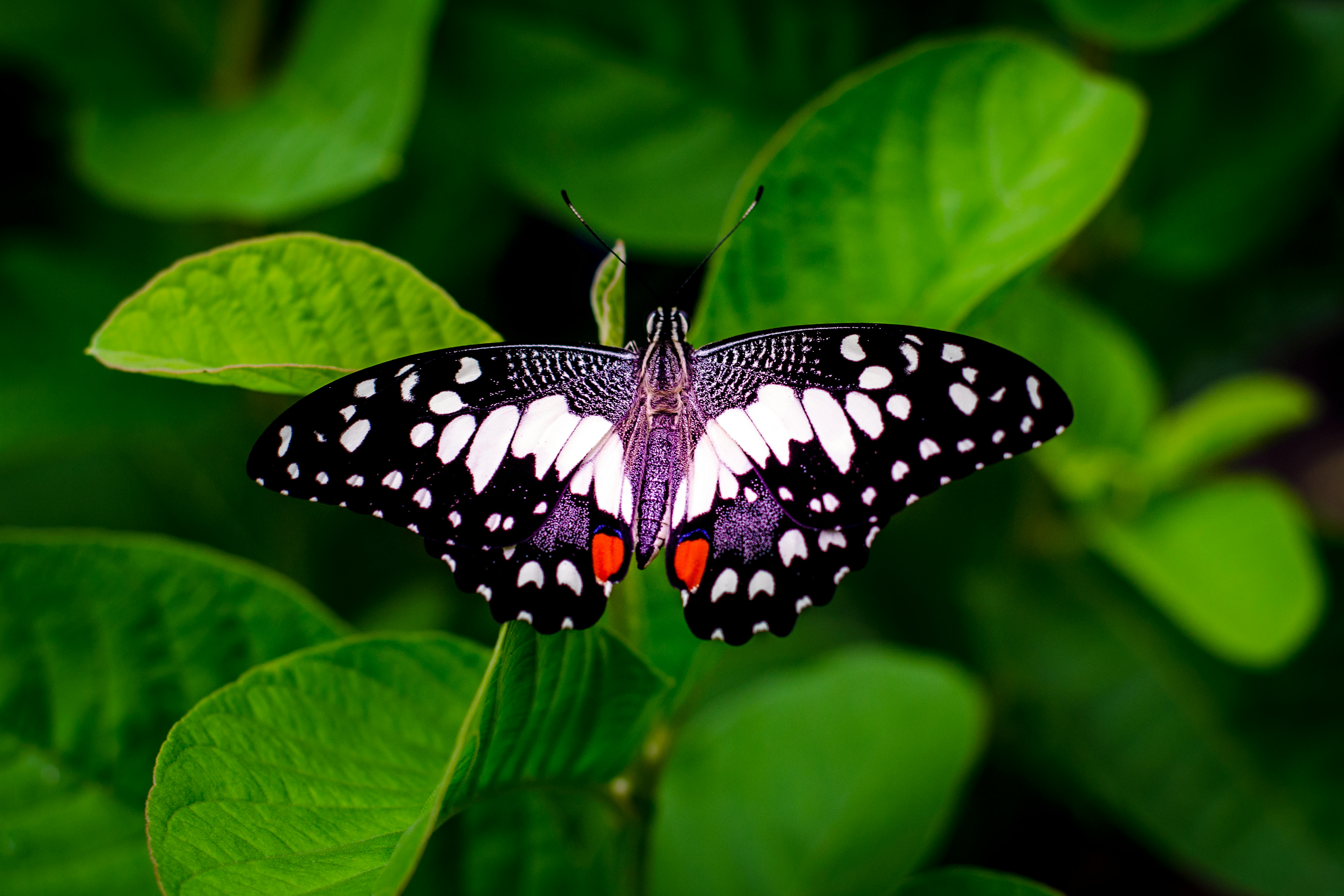 Beautiful Purple Butterfly Setting On The Flower HD Wallpaper