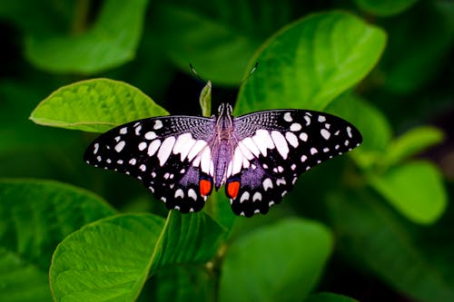 一只蝴蝶的特写摄影