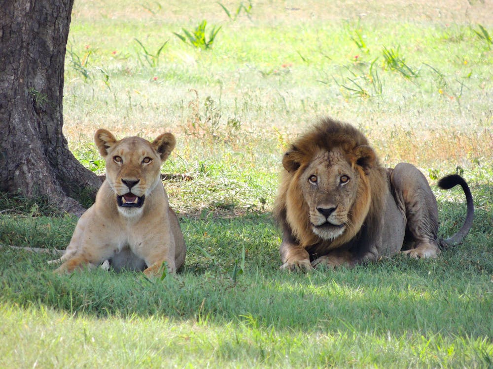 бесплатная Лев рядом со львицей Стоковое фото