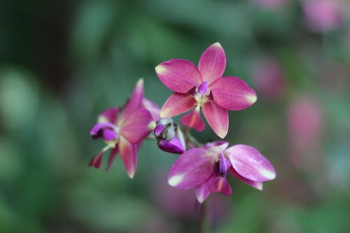 Free Close-Up Shot of Purple Moth Orchids in Bloom Stock Photo