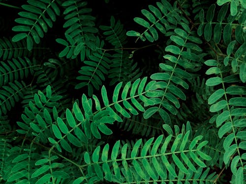 나뭇잎, 녹색, 식물의의 무료 스톡 사진