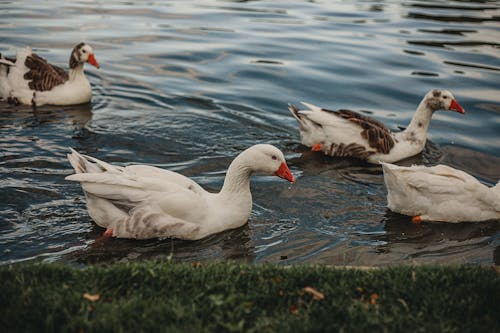 A Flock of Geese Swimming on the Pond