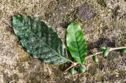 Základová fotografie zdarma na téma amazonka, coffeetree, dešťový prales
