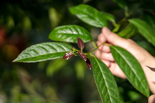 Základová fotografie zdarma na téma amazonský deštný prales, čaj guayusa, čerstvé potraviny