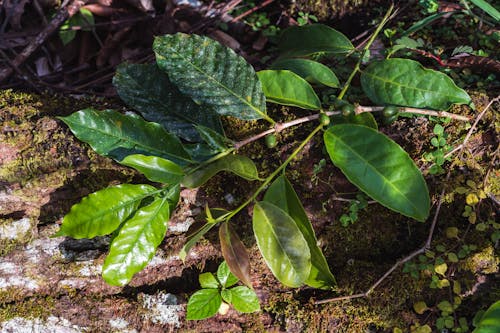 Základová fotografie zdarma na téma ekvádor, guayusa, guayusa volno