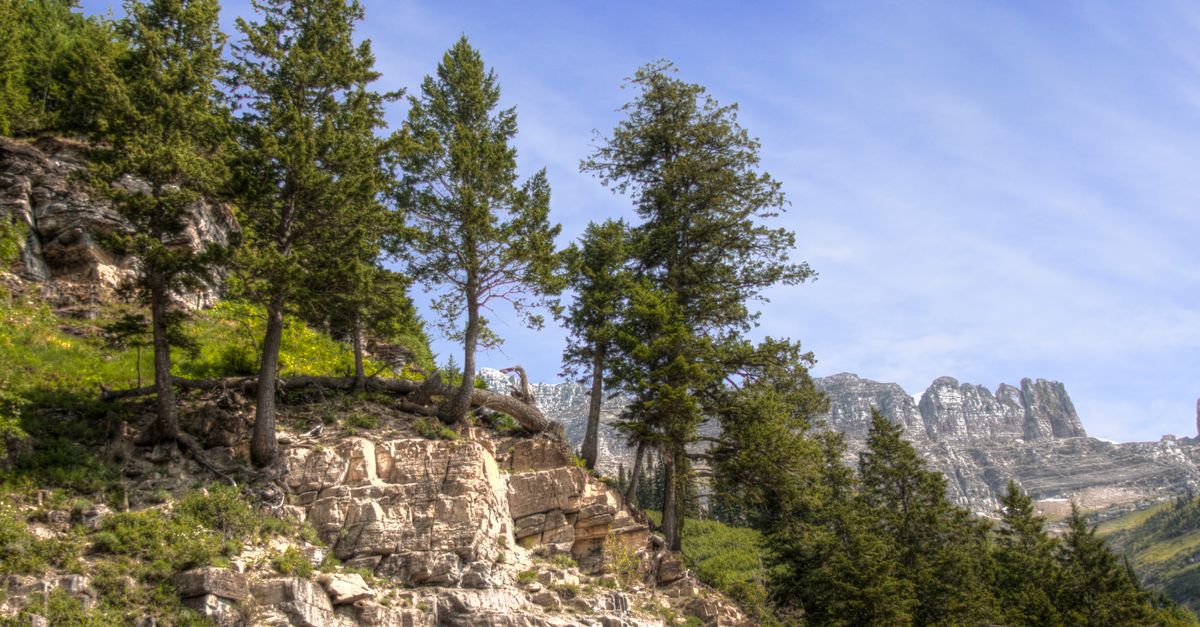 High Alpine Trees Alpine Trees on Rocky Mountain Under the Blue Sky · Free Stock Photo