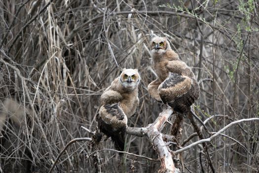 Free stock photo of animal, bird, bitterroot valley