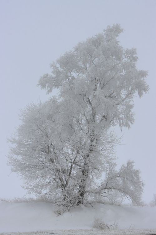 Free Ethereal winter scene of snow-covered trees against a soft gray sky. Stock Photo